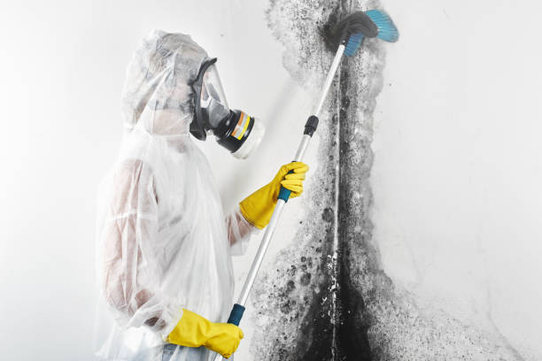 Best Water Damage & Mold Remediation  in Meridian, MS