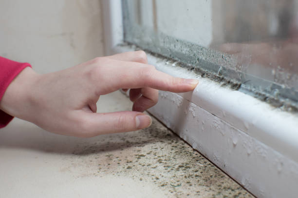 Best Mold Damage Restoration  in Meridian, MS